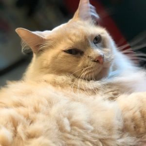 Meet your Posher, Joey